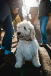 White Dog Standing On A Sidewalk Next To A Person