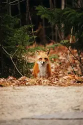 Small Brown Dog Standing In The Middle Of A Forest