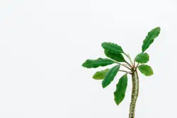 Small Tree With A Single Flower In It