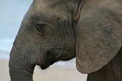 Large Gray Elephant Standing On A Beach