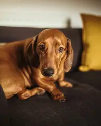 Brown Dog Laying On A Brown Couch