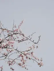 Tree With A Single Branch And A Single Flower
