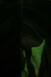 Green Plant With A Green Head