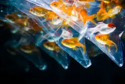 Group Of People Are Holding A Bunch Of Yellow And Orange Water