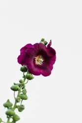 Large Red Flower In A Flower Pot