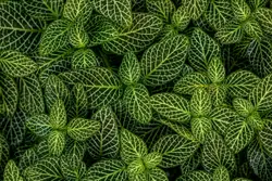 Large Green Plant With A Green Head