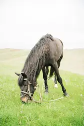 Brown Horse Standing On Top Of A Grass Covered Field