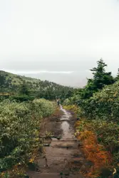 Trail Of Dirt And Trees On A Hill