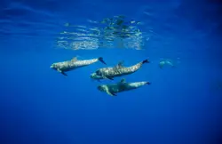 Three Water Birds Are Standing In The Water
