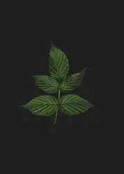 Small Tree With A Green Plant In The Middle