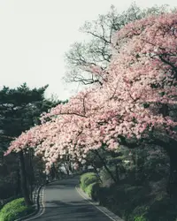 Large Group Of Trees With A Pink Flower