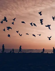 Flock Of Birds Flying Over A Beach
