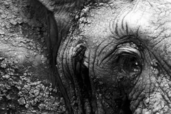 Small Elephant Standing In A Field
