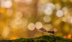 Bird Standing On Top Of A Green Field
