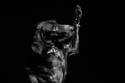 Dog With A Bow On It's Head