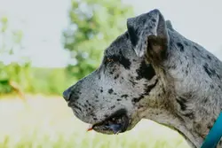 Dog With A Red Stripe On It's Face