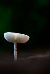White And Black Object Is In The Middle Of A Field