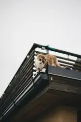 Cat Is Sitting On A Ledge On A Roof