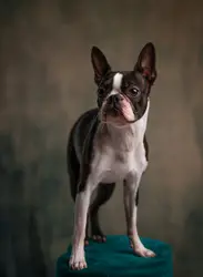 Small Dog Standing On A Blue And White Teddy Bear