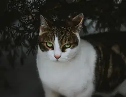 Cat With A Green And White Head