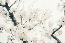 Tree With A Bunch Of Small Trees