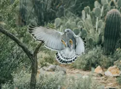 Bird Is Standing On A Tree Branch