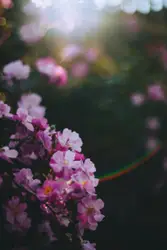 Flower In A Tree With A Clear Sky