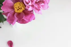 Pink Rose In A White Flower Vase