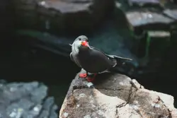 Bird Sitting On A Rock Near A Water Hole