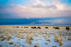 Herd Of Cattle Grazing On A Dry Grass Covered Field