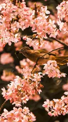 Bird Is Perched On A Branch Of A Tree