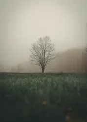 Lone Tree Is In The Middle Of A Field