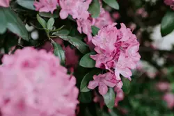 Pink Flower In A Flower Pot