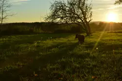Dog Grazing In A Field With A Tree