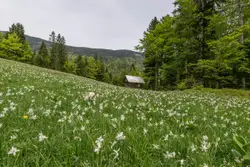 Field With A Field Of Grass And Trees