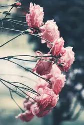 Flower Arrangement In A Flower Pot