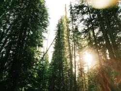 Tree With A Sun Reflecting Off It