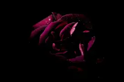 Red Rose In A Red Rose In A Room