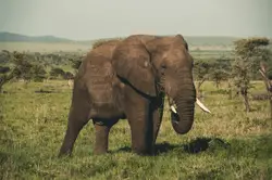 Large Elephant Standing In A Field