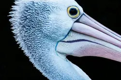 Bird With A Long Beak And A Long Beak