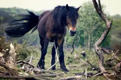 Brown Horse Standing In A Field With Trees