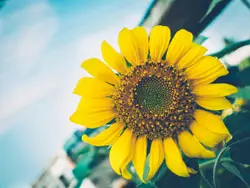 Yellow Flower In A Yellow Flower Pot