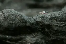 Bird Is Sitting On A Rock In The Wilderness