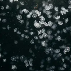Large Group Of Small Birds Flying Through The Air