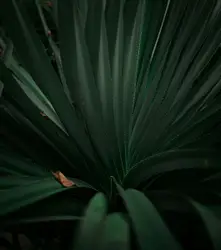 Green Plant With A Green Background