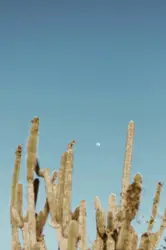 Bird Flying Over A Tree Filled With Trees