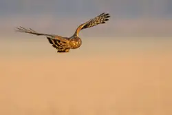 Bird Flying Over A Beach