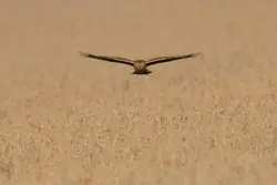 Bird Flying Through A Field Of Tall Grass