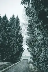 Small Tree Is In The Middle Of A Road