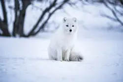 White Polar Bear Standing In The Snow